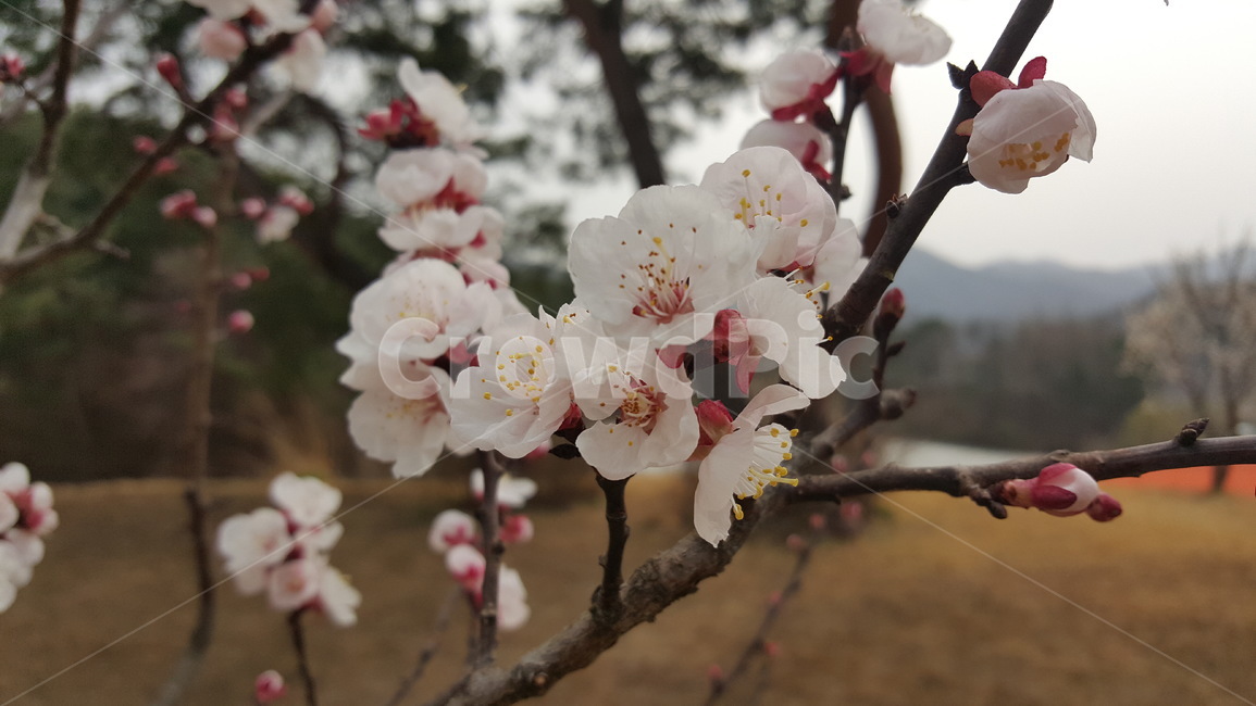 자연,landscape,nature,꽃,아름다운