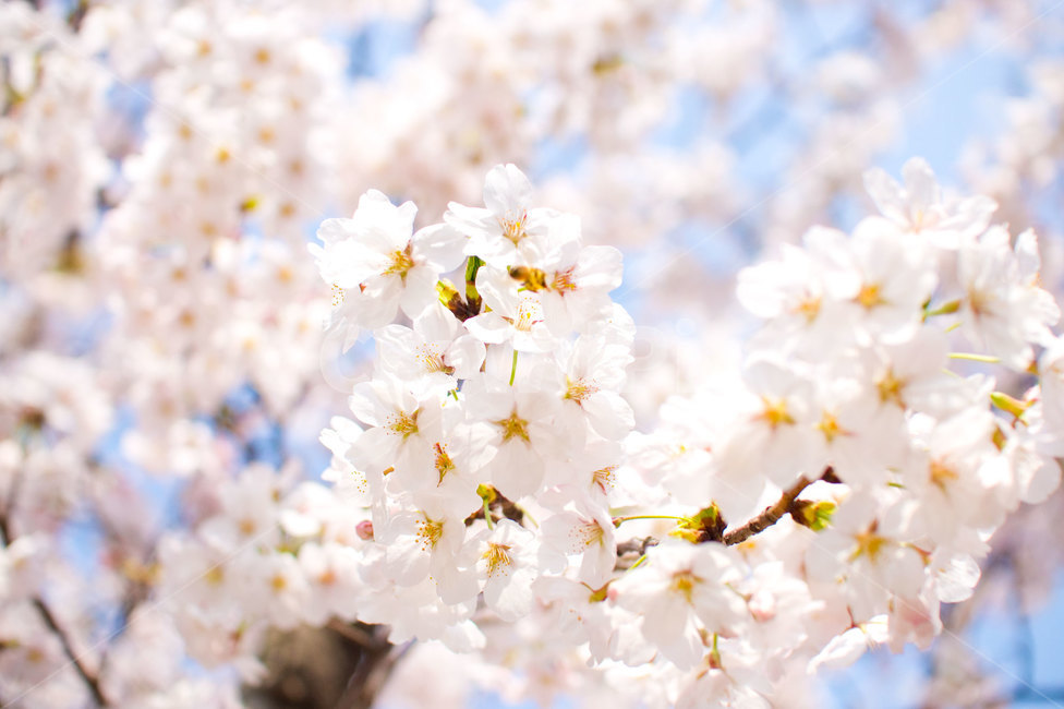벚꽃,봄,봄꽃,꽃,핑크꽃,식물,식물,자연,plants,nature,꽃,flower