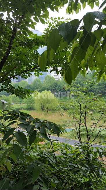 숲,산책,힐링,싱그러운,햇살,자연,자연,풍경,nature,landscape,potted plant,화분,jar,항아리,pottery,도기류,plant,식물,vegetation,초목,tree,나무,leaf,잎,planter,파종기,outdoors,옥외,land,땅,herbs,허브