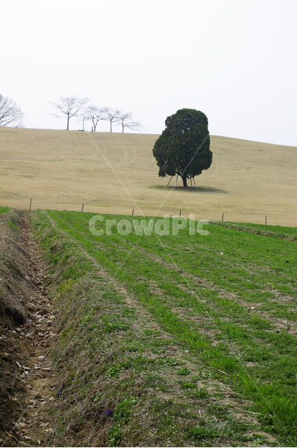 공원,나무,식물,plant,봄,spring,계절,자연,풍경,nature,landscape,tree,outdoors,옥외