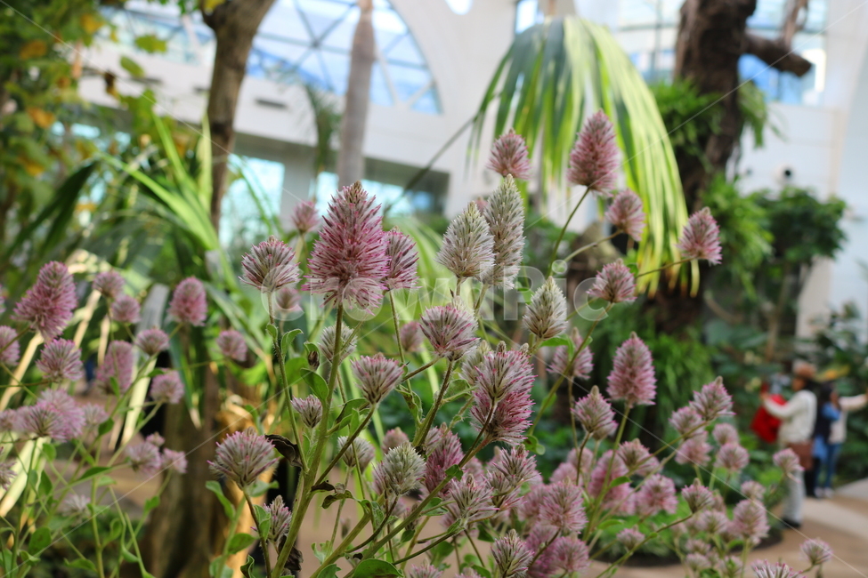 프틸로투스,꽃,프틸로투스꽃,식물,자연,비름과,식물원,식물,자연,plants,nature,꽃,flower