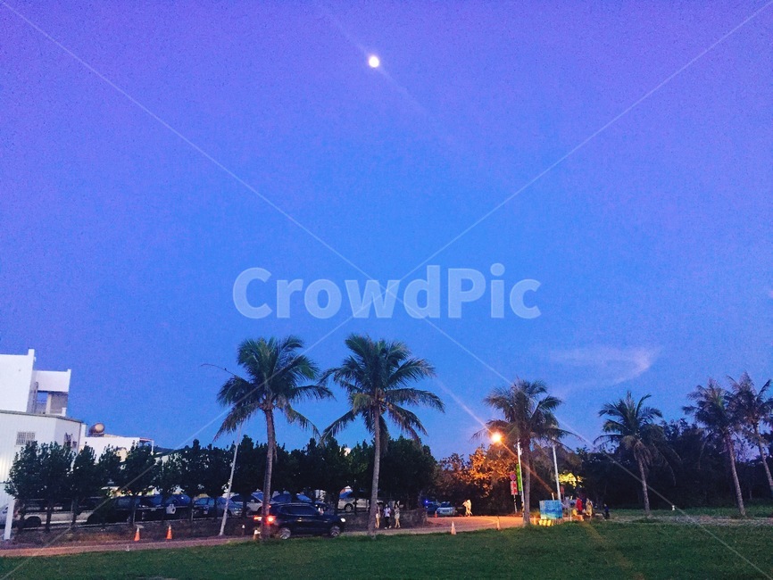 싱가포르,보라빛하늘,달,야자수,야경,야경,밤,풍경,nightscape,night,landscape,grass,잔디,plant,식물