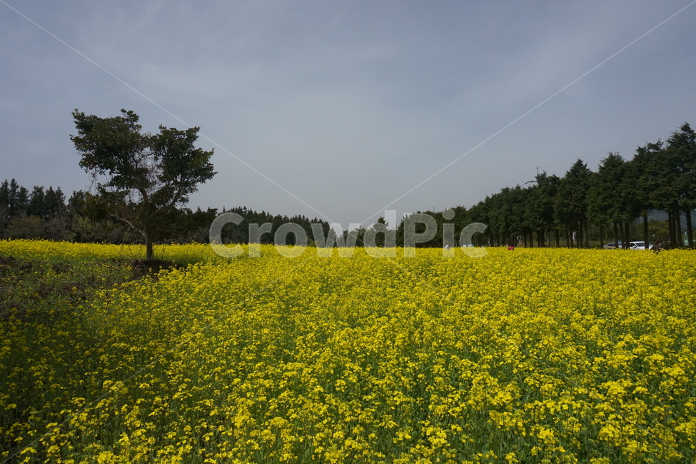 유채꽃,유채꽃밭,봄,자연,꽃,나무,유채,spring,flower,노란꽃,봄,계절,spring,season,자연,풍경,nature,landscape,outdoors,옥외,grassland,목초지,field,들,meadow,farm,농장,rural,농촌