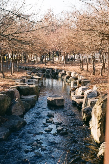 ground,바닥,냇가,공원,시냇물,나무,가을,겨울