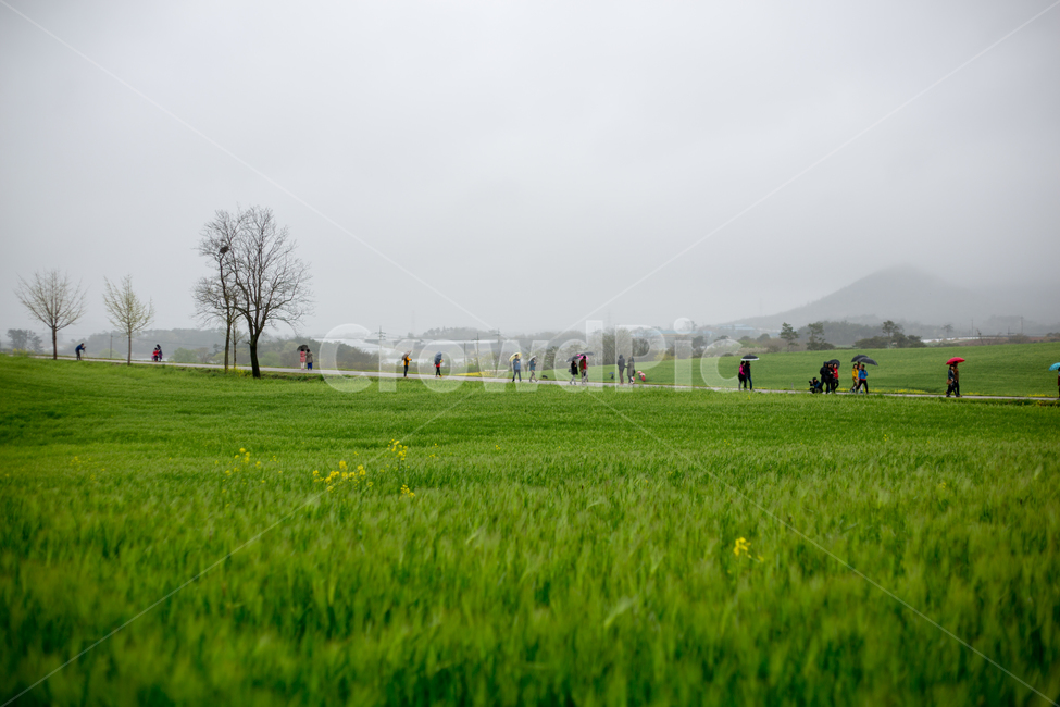 청보리,청보리밭,보리,학원농장,유채꽃,고창,자연,풍경,nature,landscape,한국자연풍경,한국자연경관,korea nature landscape,plant,식물,grass,잔디,field,들,grassland,목초지,outdoors,옥외,human,인간,person,사람
