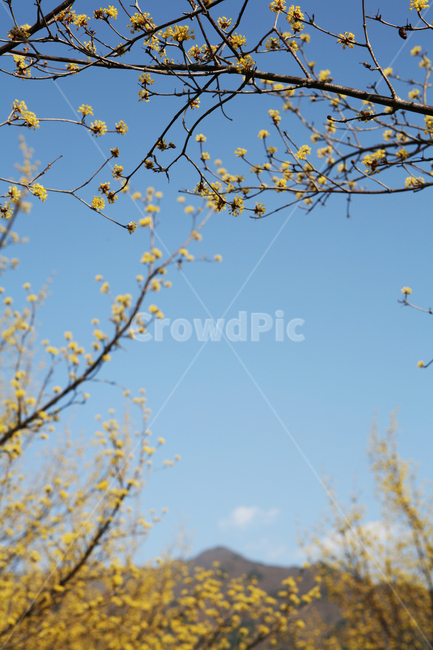 산수유,파란하늘,봄,힐링,꽃,노란꽃,식물,자연,spring,plant,yellow,korea,감성사진,sky,flower,blossom,season