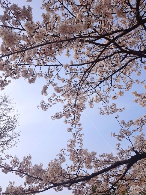 cherryblossom,벚꽃,식물,꽃,봄,자연,분홍색,나무,분홍,plant,flower,spring,pink,nature,tree