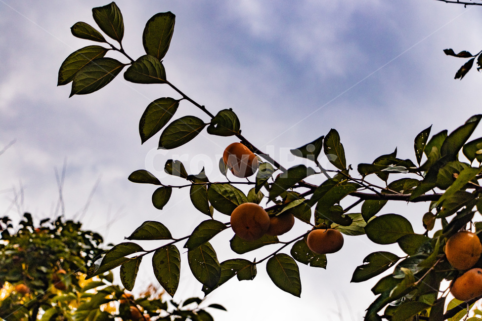 감,감나무,단감,홍시,감잎,가을,계절,fall,autumn,season,식물,자연,plants,nature,과일,열매,fruit,plant,food,음식