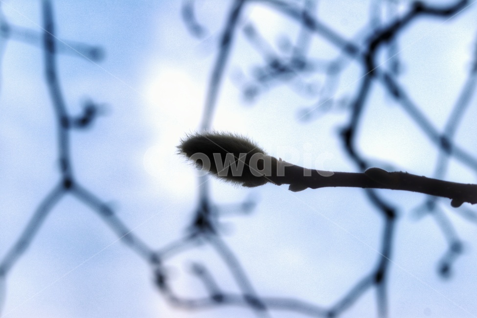 spring,late winter,flower bud,tree,early spring