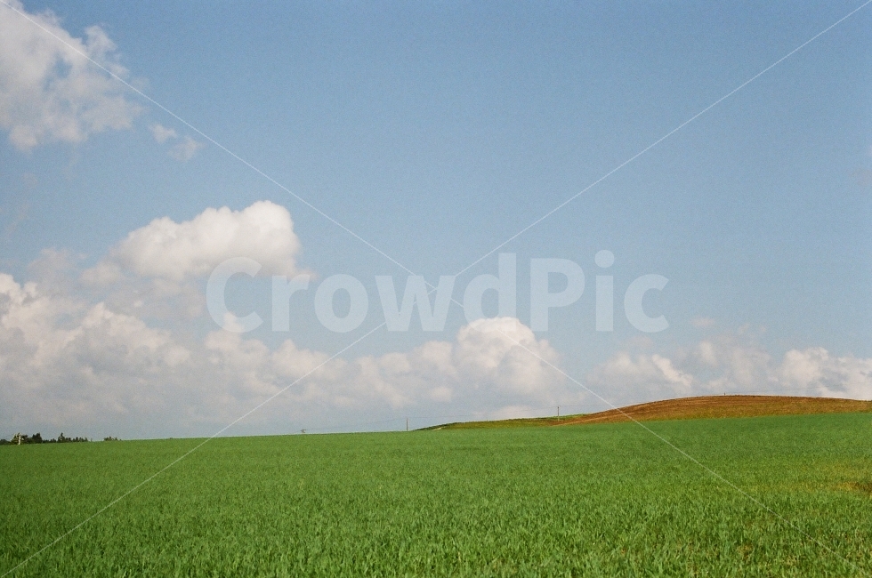 삿포로,비에이,일본,필름사진,필름카메라,자연,풍경,nature,landscape,outdoors,옥외,grassland,목초지,field,들