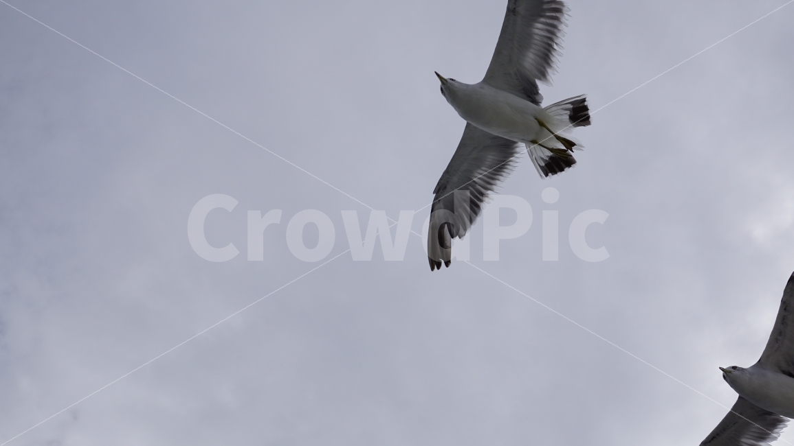 하늘,구름,자연,경치,경관,갈매기,새,조류,동물,공중,날개,날다,깃털,bird,animal,cloud,sky,바다,바다가,바닷가,해안,여름,summer,snap,스냅,동물,animal,조류,새,birds