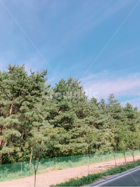 산,하늘,가을,푸른하늘,솔나무,자연,풍경,nature,landscape,tree,나무,plant,식물,fir,전나무