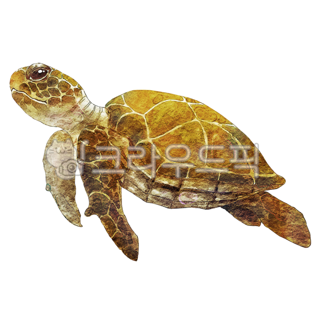 해양생물,바다생물,해면동물,해양,수채화,거북이,바다거북이,거북이그림,거북이일러스트