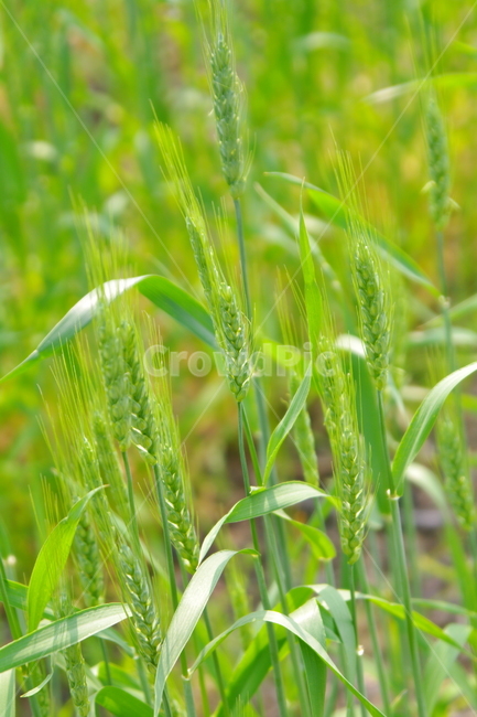 올림픽공원,봄,서울,풍경,경치,랜드마크,plant,식물,보리,새싹,밭,보리밭,들판,식물,자연,plants,nature