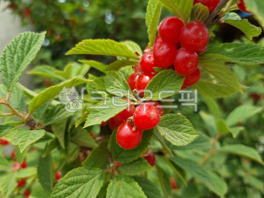 과일,앵두,보리앵두,앵두나무,가지,잎,열매,과일나무,6월,plant,식물,fruit,food,음식