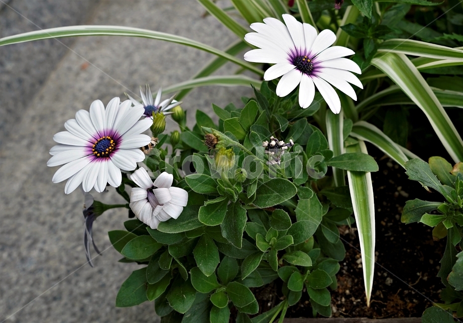 오스테오스펄멈,꽃,봄,자연,식물,아프리카원산,아프리칸데이지,flower,plant,floral,garden,Osteospermum,디모르포테카,데모루,오스테오스퍼멈