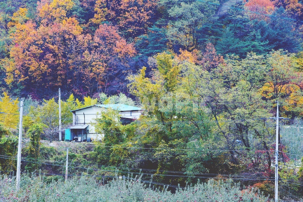nature,자연,outdoors,옥외,building,건물,가을,단풍,가을,계절,fall,autumn,season,자연,풍경,nature,landscape