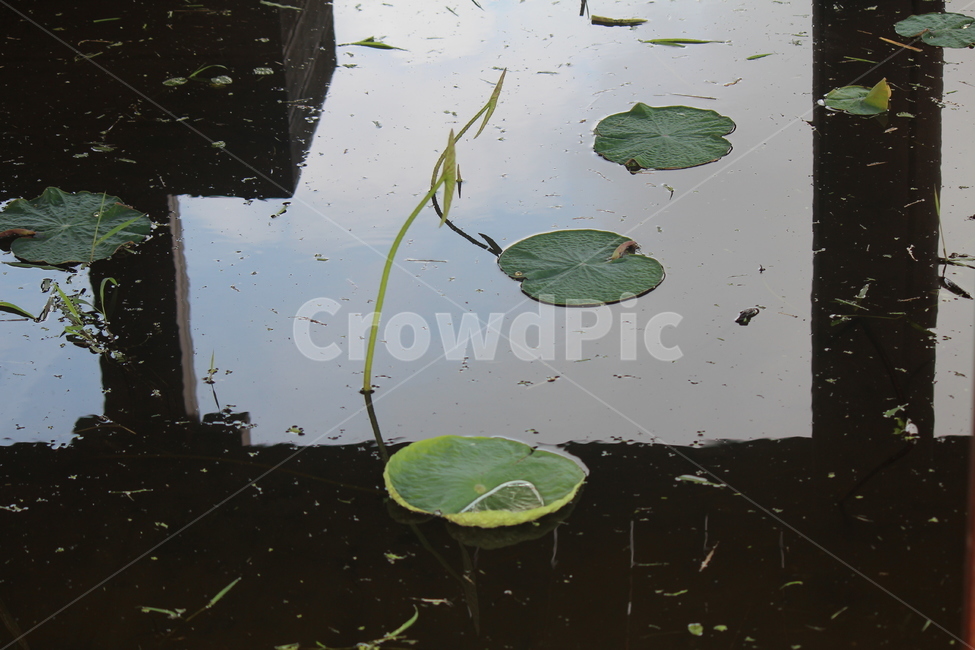 연잎,물레방아,물,봄,여름,개구리,왕눈이,식물,자연,plants,nature