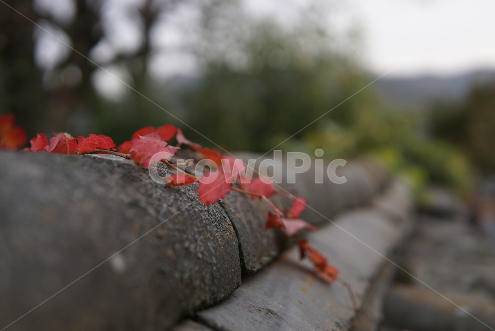 담장,단풍,기와,붉은단풍,leaf
