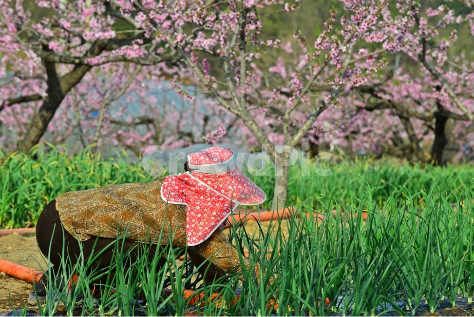 복숭아밭,복사꽃,파,대파,쪽파,plant,식물,blossom,flower,꽃,apparel,의복,의류,outdoors,옥외,hat,모자,sunhat,태양모자,person,사람,human,인간,농업,농사,경작,과수원,사람,인물,인간,human,person,농업,농사,agriculture,farming,farming industry