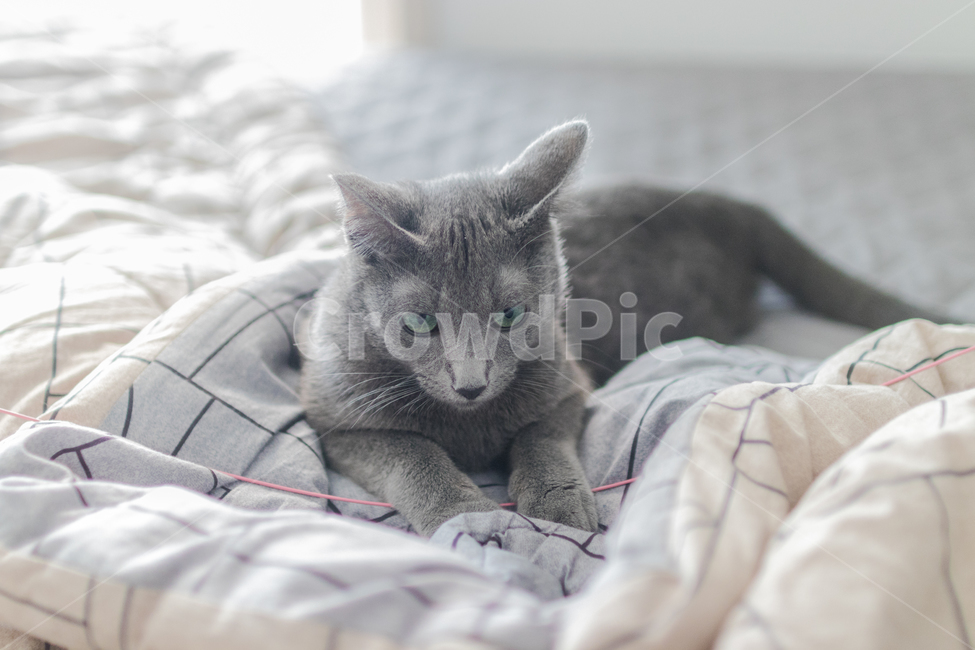고양이,러시안블루,cat,동물,냐옹이,animal,russianblue,lovely,동물,animal,포유류,mammal,고양이,cat,kitten,kitty