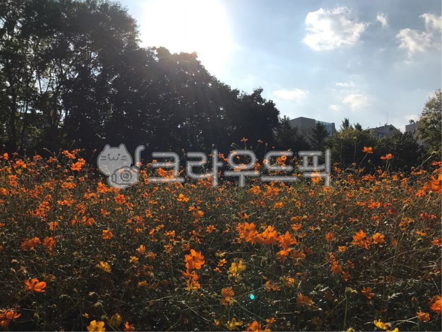 olympicpark,올림픽공원,flower,꽃,정원,garden,공원,park,flowerfield,주황색꽃,orangecolorflower