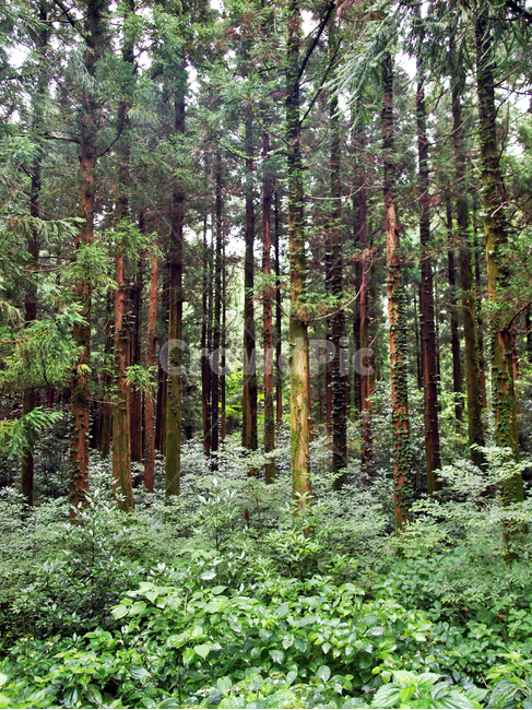 나무,숲,사려니숲길,제주,자연,풍경,숲길,수풀,vegetation,초목,plant,식물,tree,forest,land,땅,outdoors,옥외,nature,woodland,삼림지,grove,작은 숲