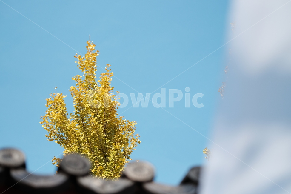 자연,나무,가을,단풍,은행나무,노랑,노란,낙엽,기와,하늘,sky,tree,nature,fall,autumn,blue,yellow,가을,계절,fall,autumn,season