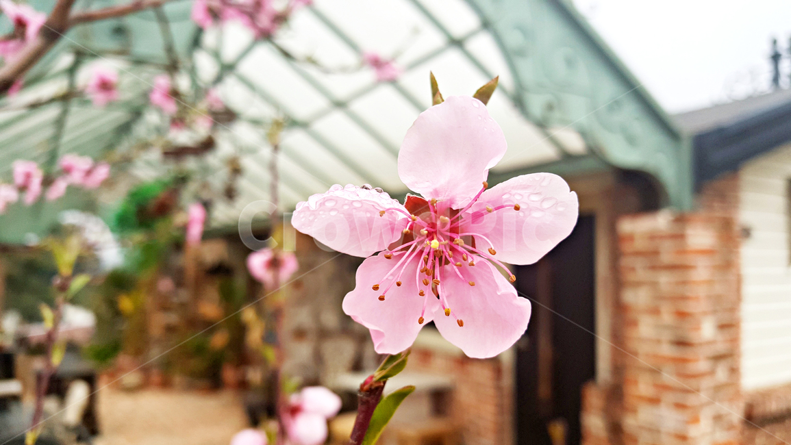 개복숭아꽃,꽃,flower,blossom,식물,plant