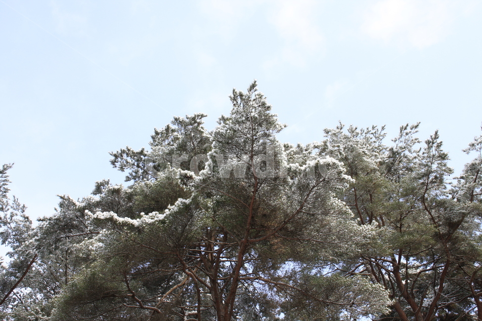 의림지,용두산,소나무,나무,자연,겨울,계절,winter,season,자연,풍경,nature,landscape,식물,plants,나무,trees,wood,tree,plant,fir,전나무
