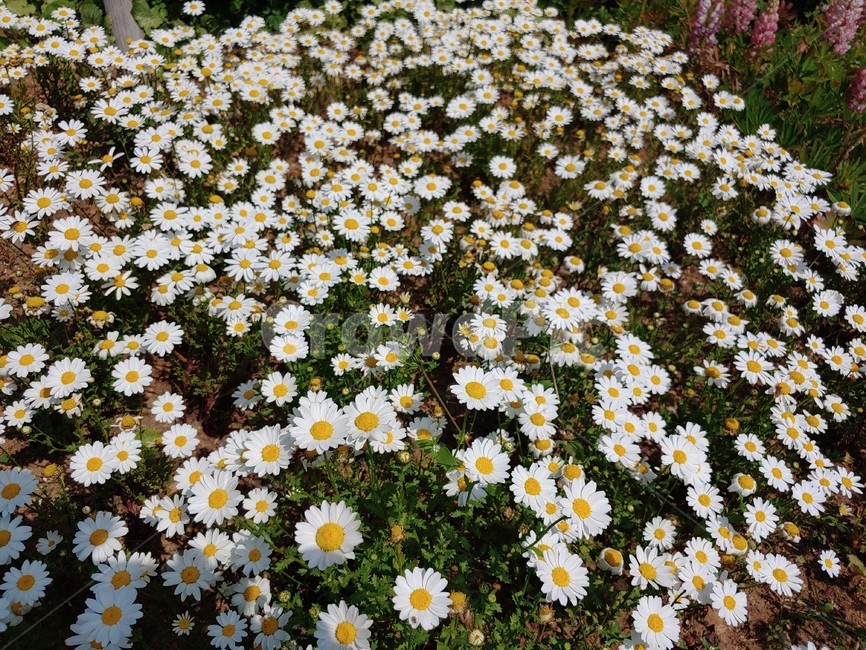 야생화,들꽃,꽃,데이지,흰색,summer,flower,wild,beautiful,pretty,아름다운,예쁜,싱그런,fresh,nature,environment,자연,환경