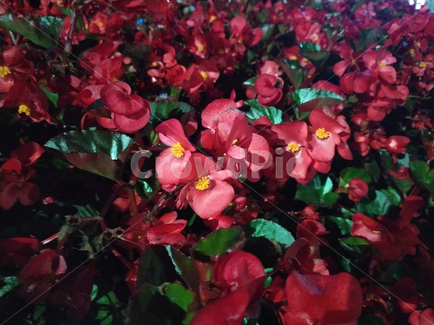야간,꽃,flower,night,식물,식물,자연,plants,nature,꽃,flower