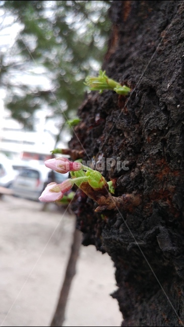 벚꽃,봄,흰색,자연,생명,새싹,나무,고목나무,옹이,봄,계절,spring,season,식물,자연,plants,nature,꽃,flower,plant