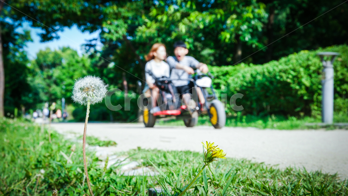 민들레씨,여름,숲,커플자전거,풍경,여름,계절,summer,season,식물,자연,plants,nature,꽃,flower,사람,인물,인간,human,person,연인,커플,사랑,lover,couple,여행,휴가,traveling,vacation,trip,스포츠,레저,운동,sports,leisure,exercise,plant