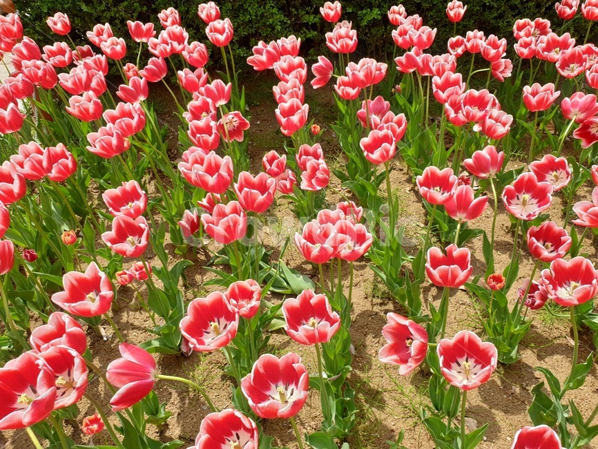 자연,꽃,튤립,빨간튤립,꽃밭