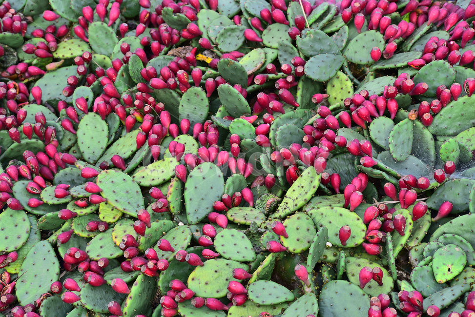 백년초열매,acactus,백년초,선인장,농업,산업,선인장열매,붉은색,씨앗,열매,식용,음식,푸드,약용,빨강색,배경,바탕,백그라운드,background,다이어트식품,pricklypear,손바닥선인장,재배,식이성섬유,상큼한맛,가시,아열대식물,plant,식물,과일,열매,fruit