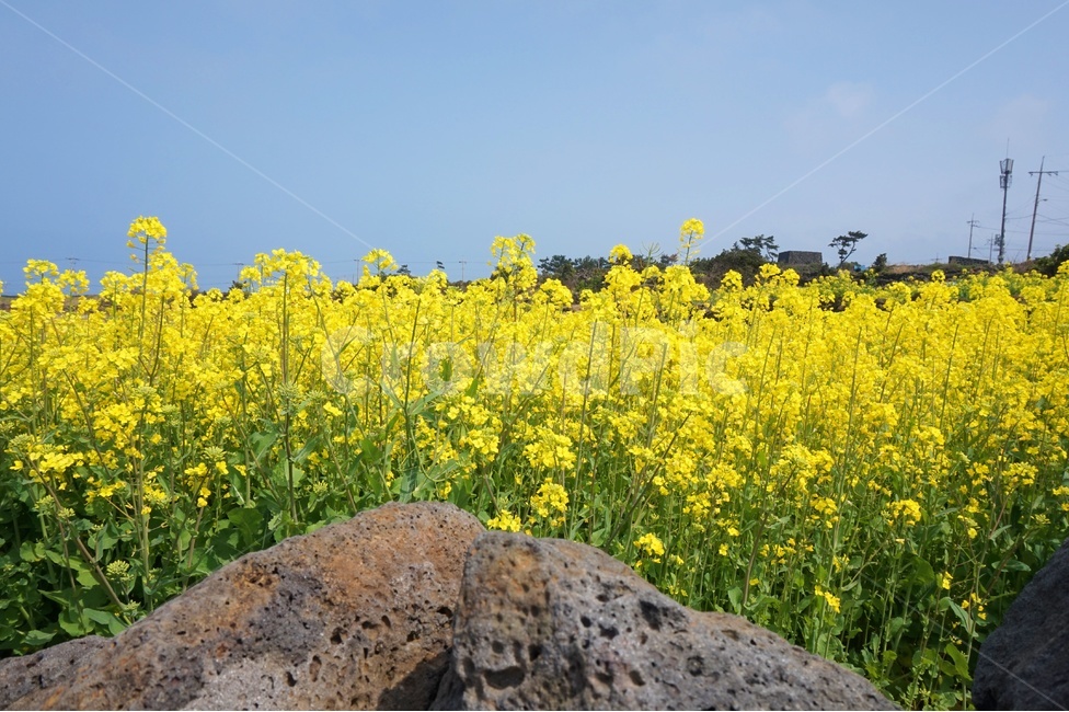 제주도,유채꽃,나무,꽃,노란색,녹색,하늘,blue,sky,flowers,green,yellow,봄,계절,spring,season,식물,자연,plants,nature,꽃,flower,outdoors,옥외,grassland,목초지,field,들,meadow,farm,농장,rural,농촌