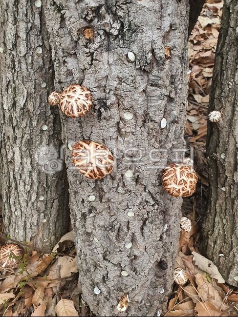 Hackberry Mushroom,big cap mushroom,edible mushrooms,Enoki Mushroom,Shiitake mushrooms,wild mushrooms,mushroom