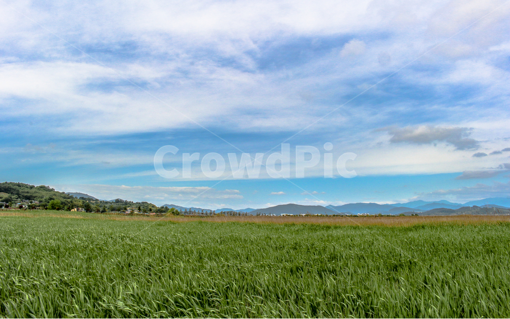 sky,Suncheon,landscape photography,blue sky,green,nature,reed field,cloud,sky photo,Suncheon Bay,sight,Wallpapers,nature photography