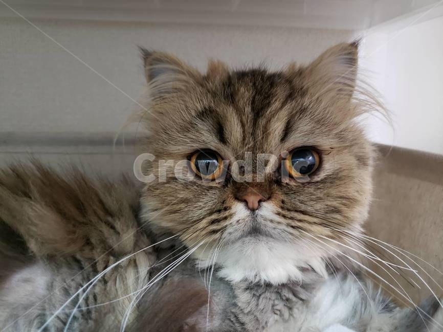 pet,고양이미용홈케어,고양이얼굴,이그조틱고양이,멍때리는고양이,동물,animal,포유류,mammal,고양이,cat,kitten,kitty