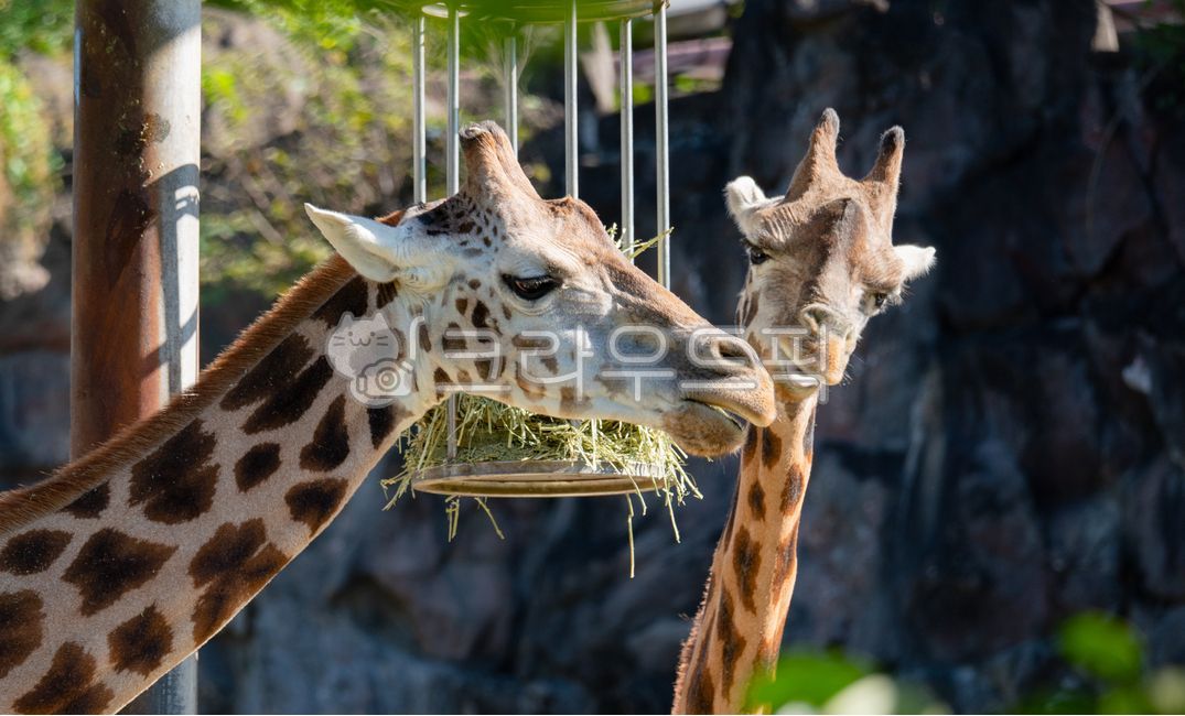 nature,mammal,animal,giraffe family,wild animals,mammalia