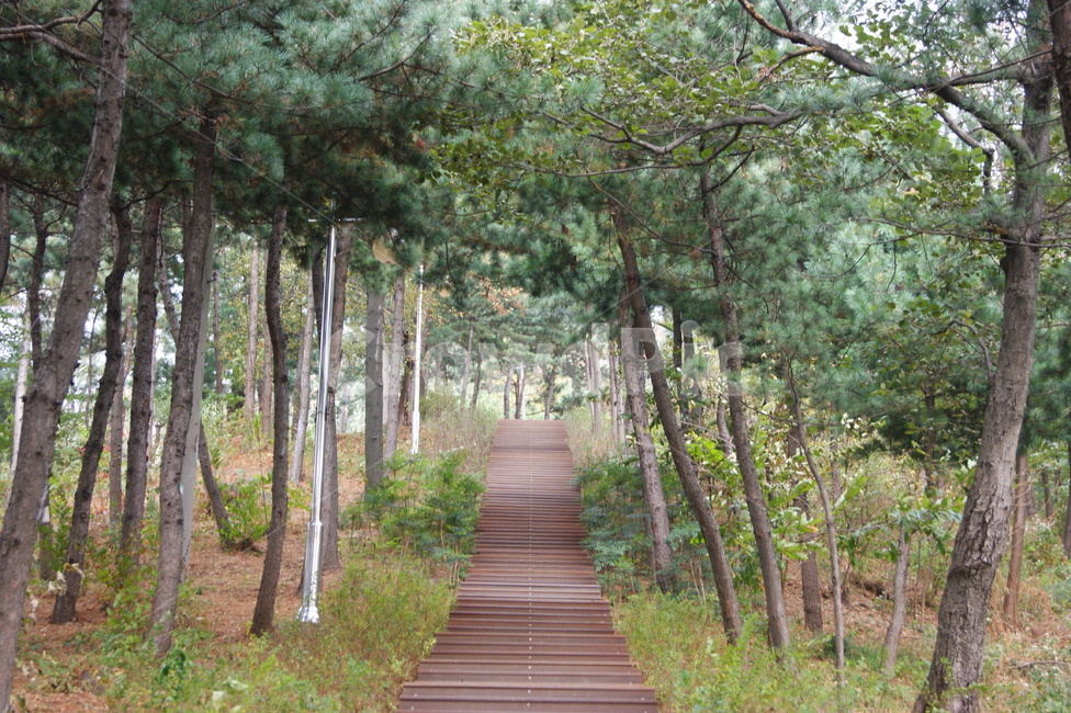 자연,풍경,landscape,nature,남산,숲길,나무,산책,힐링,계단,나무숲,길
