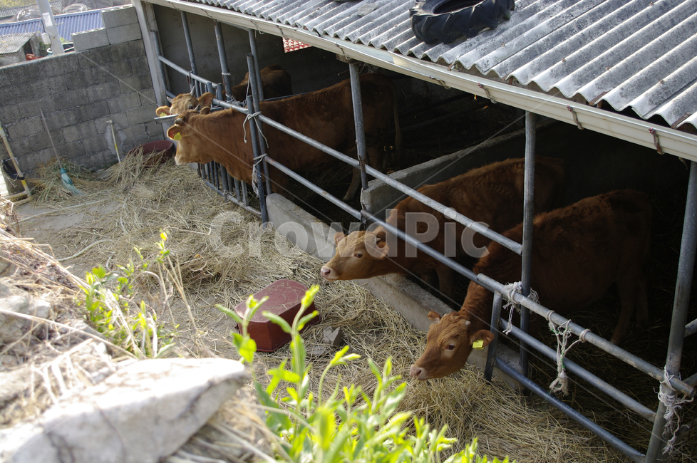animal,동물,소,한우,우리,동물,animal,포유류,mammal,산업,industry,industrial,목축업,목장,livestock farming,ranching,pasture