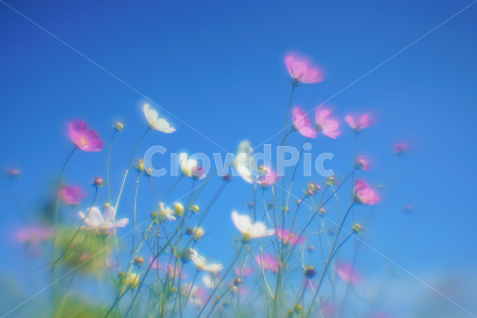 꽃,야생화,코스모스,가을,식물,자연,가을,계절,fall,autumn,season,식물,자연,plants,nature,꽃,flower,plant