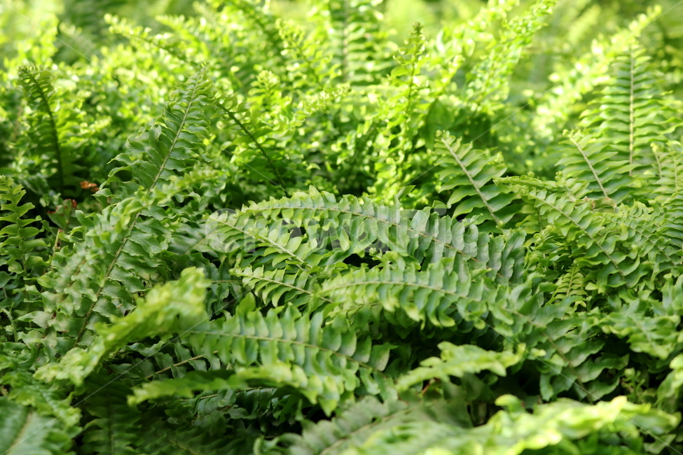 고사리,보스톤고사리,미국고사리,식물,고란초과,자연,식물원,식물,자연,plants,nature