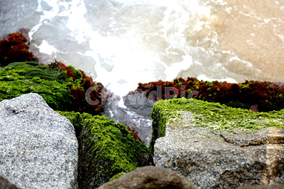 바다,이끼,해초,바닷가,파도,방파제,자연,풍경,nature,landscape,해변,바다,beach,sea,plant,식물,algae,조류