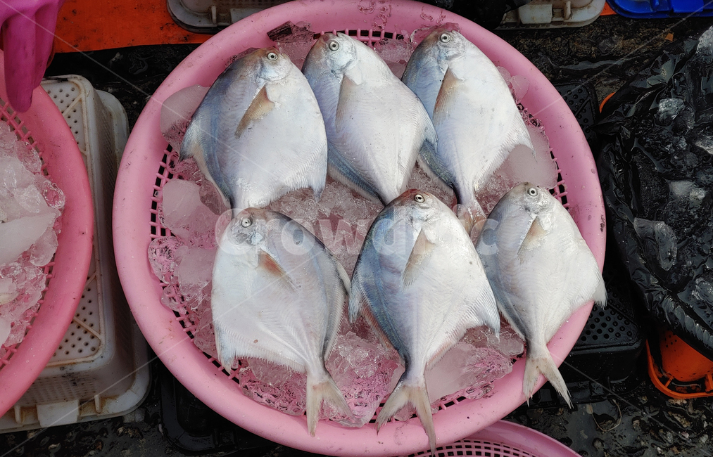 수산물,음식,푸드,해물,병어,고급생선,해산물,바다생물,다양한,좌판,노점,피쉬,fish,animal,동물,생선,생선가게,신선한,fresh,배경,바탕,백그라운드,어시장,수산시장,한국적,우리것,어종,어류,물고기,fish
