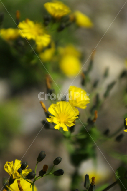꽃,flower,들꽃,식물,plant,식물,자연,plants,nature,꽃,flower