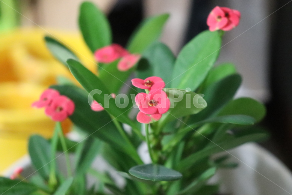 꽃,plant,flower,꽃기린,식물