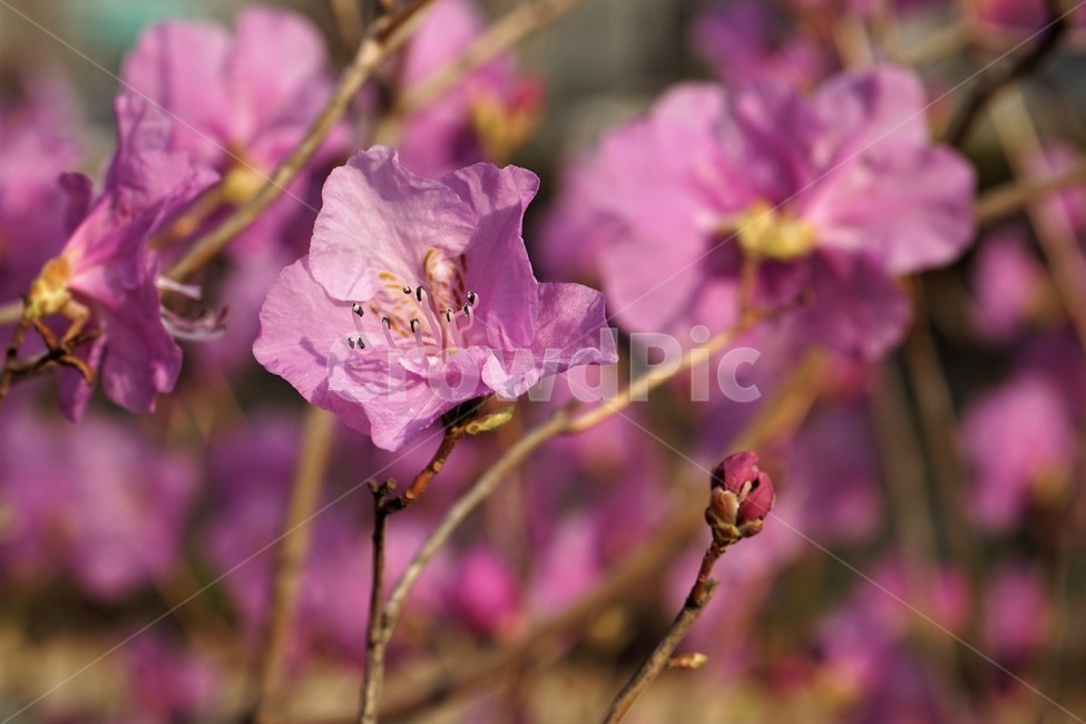 눈,싹,자연,식물,나무,봄,생동감,개화,연분홍,분홍,beautiful,plant,flower,접사,꽃잎,진달래,봄소식,계절,식물,자연,plants,nature,꽃,flower
